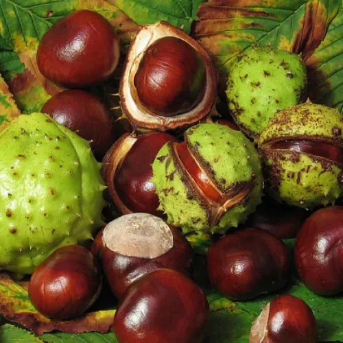 Horse Chestnut